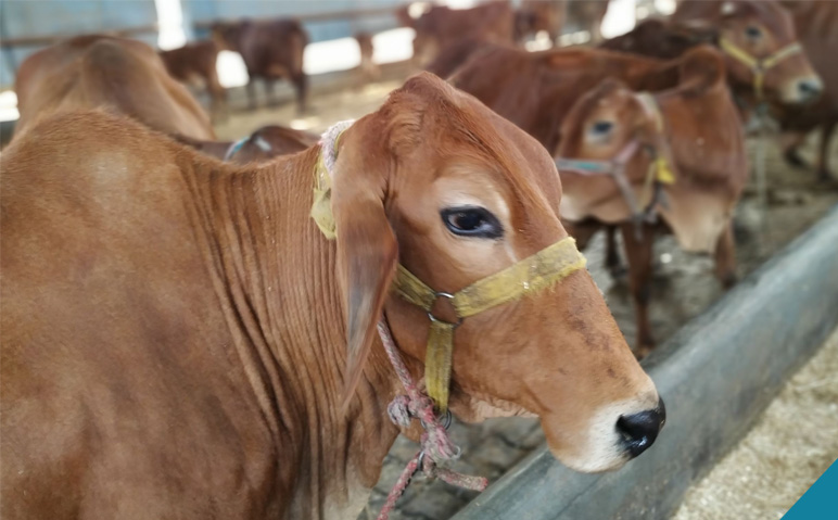 പശു-വളര്‍ത്തലിന്-ശാസ്ത്രീയ-പരിശീലനം